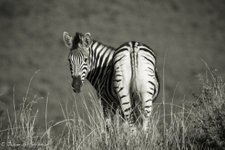 Illustration for article titled Photo Safari: Zebras